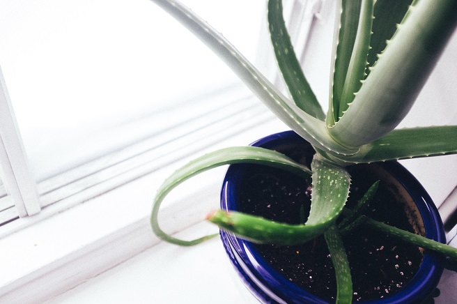 Aloe plant in blue pot on window ledge