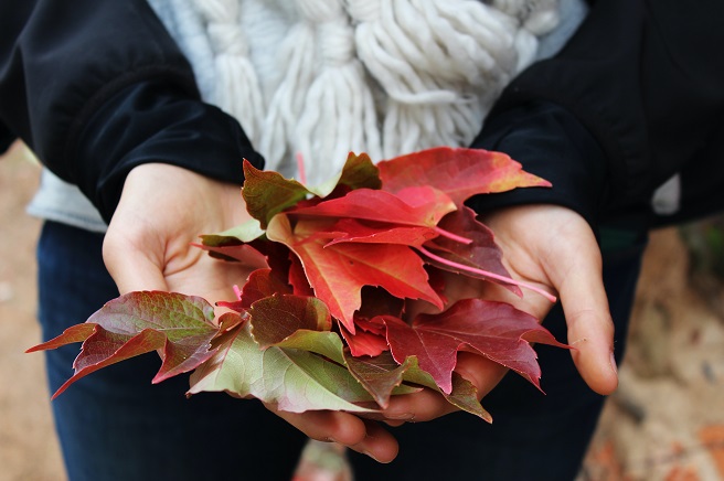 Girl holding fall leaves